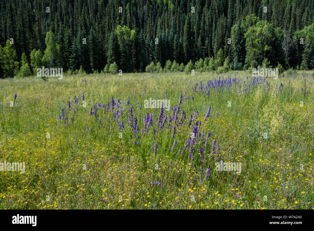 Grassy alpine meadow with purple, pink and yellow wildflowers below a