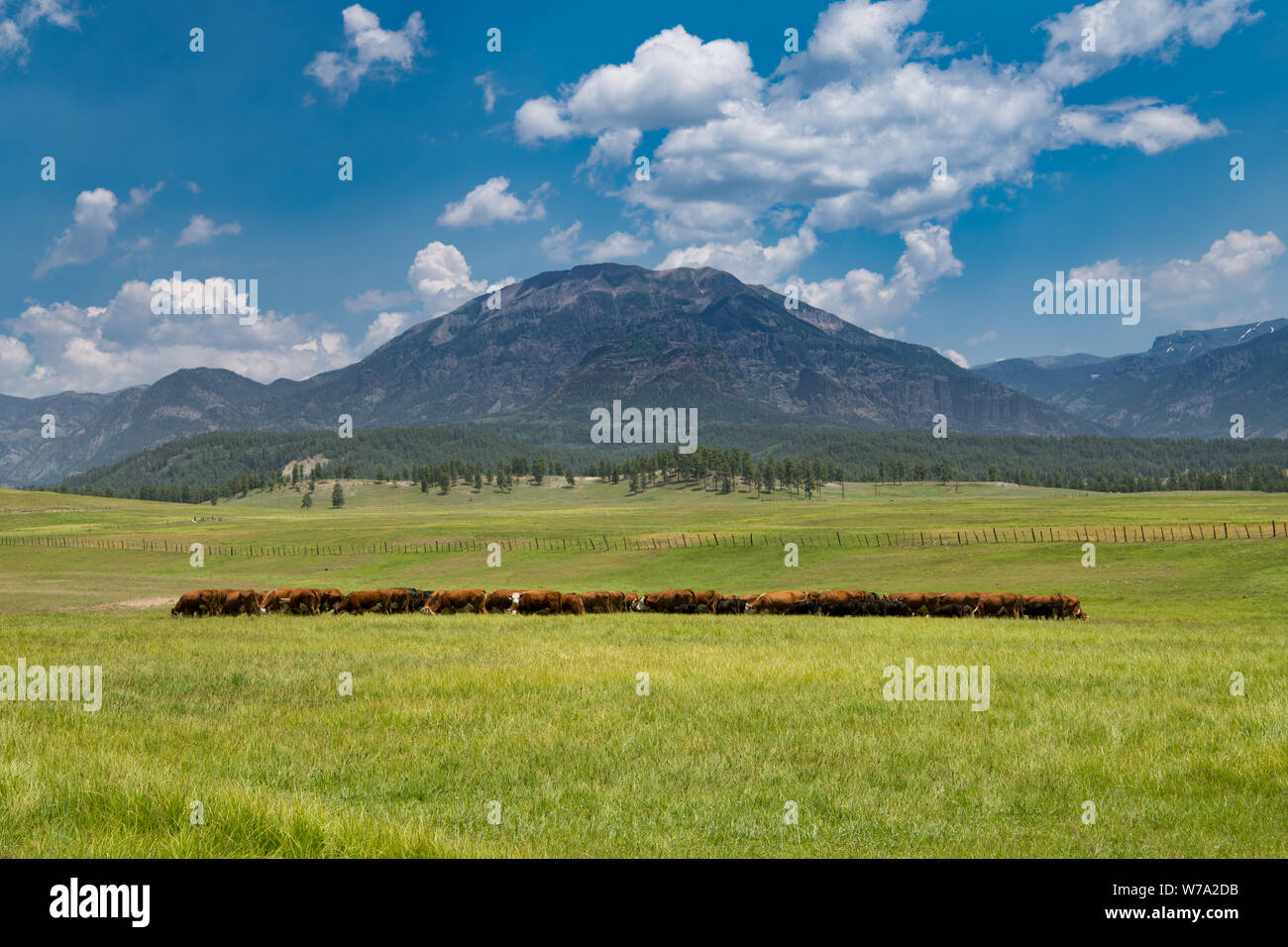 Herd of cattle grazing in a lush green grassy meadow with the Rocky