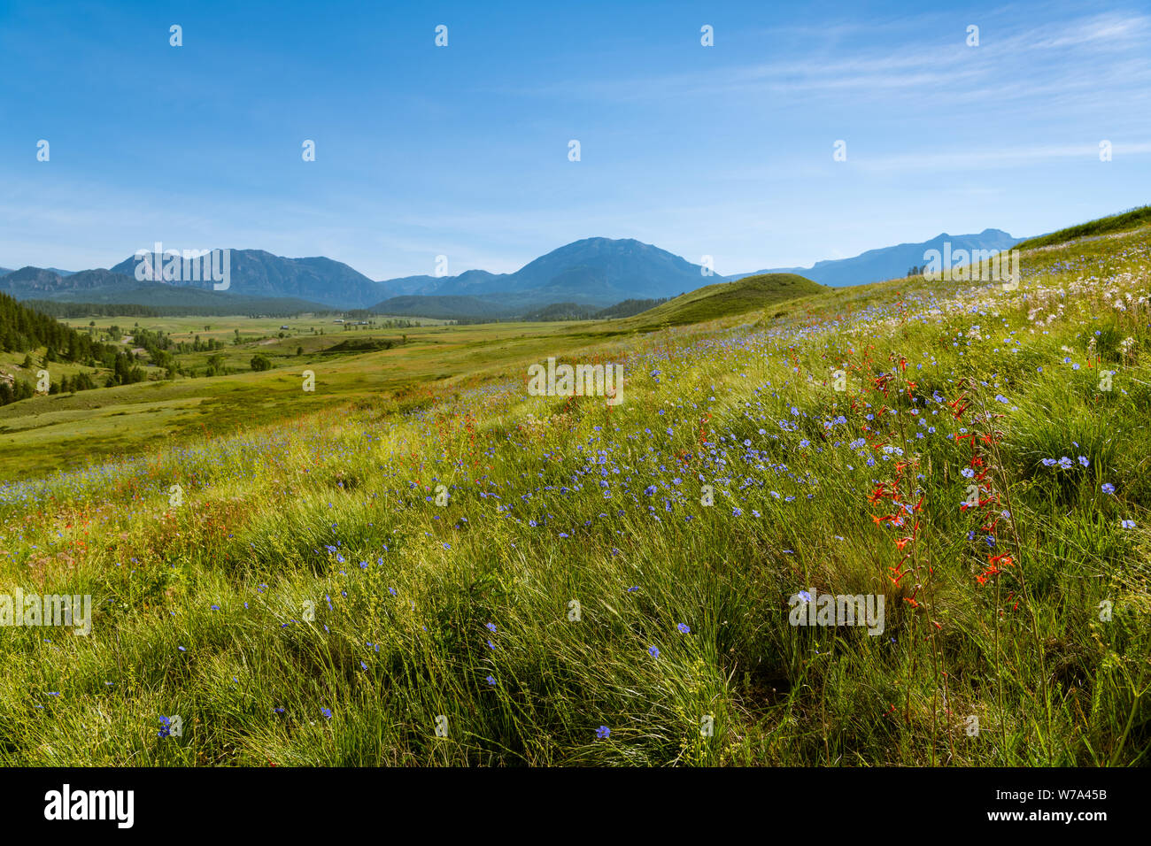 Red wildflowers hi-res stock photography and images - Alamy