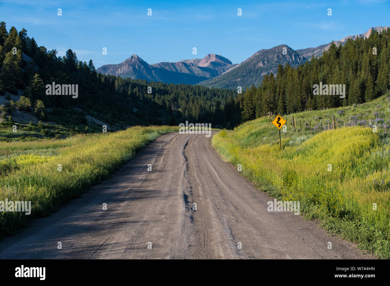 A dirt road with a yellow curved road sign curves through wildflowers towards high mountain peaks in the Rocky Mountains near Pagosa Springs, Colorado Stock Photo