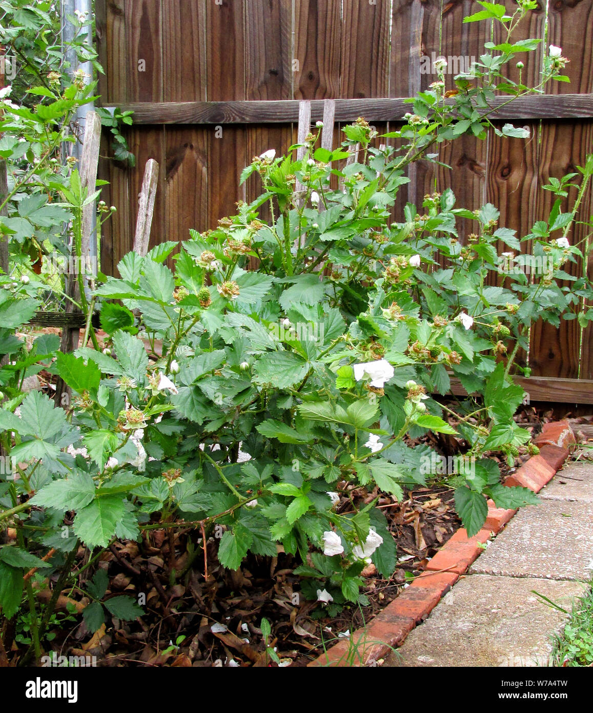 A small trellised blackberry bush shows large white spring blossoms after a rain shower. Stock Photo