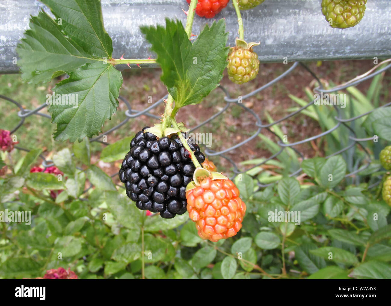 One ripe blackberry and one ripening blackberry hang on a chain link fence. Stock Photo