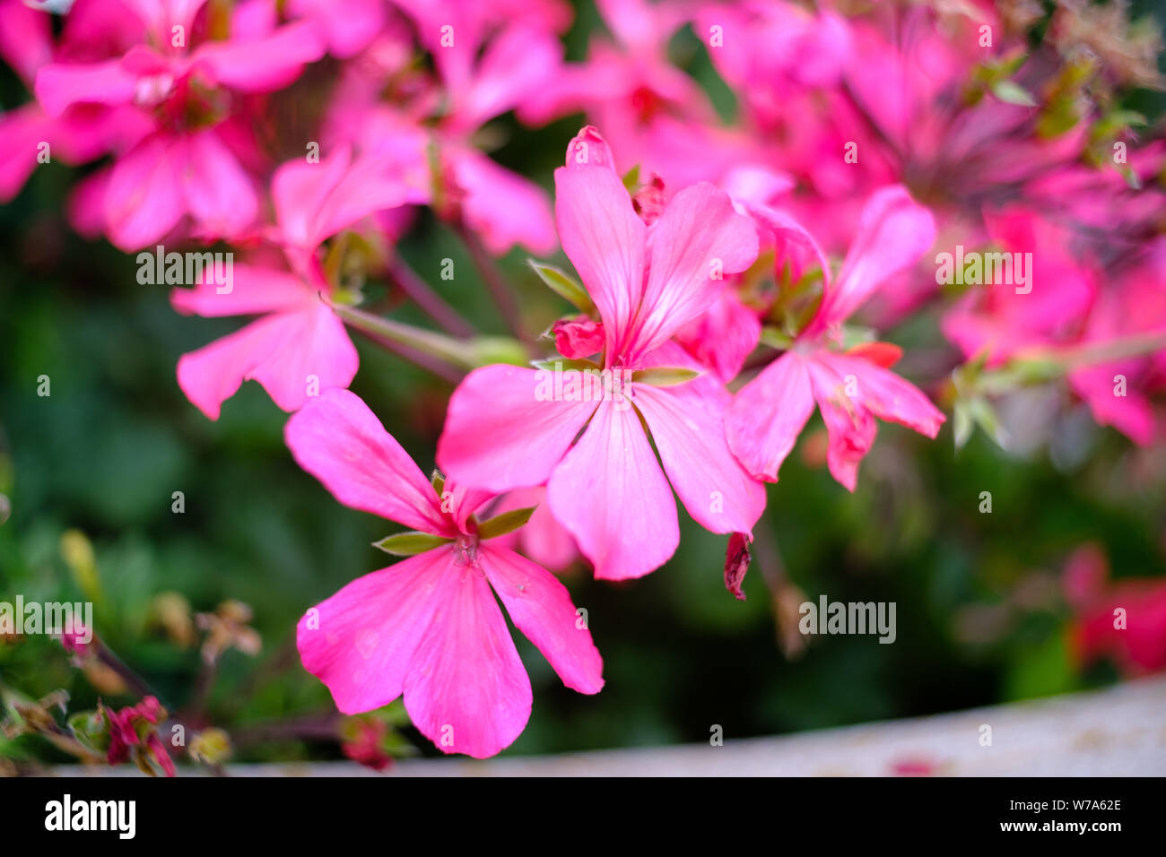 Closeup of pink flowers with a soft background. Stock Photo
