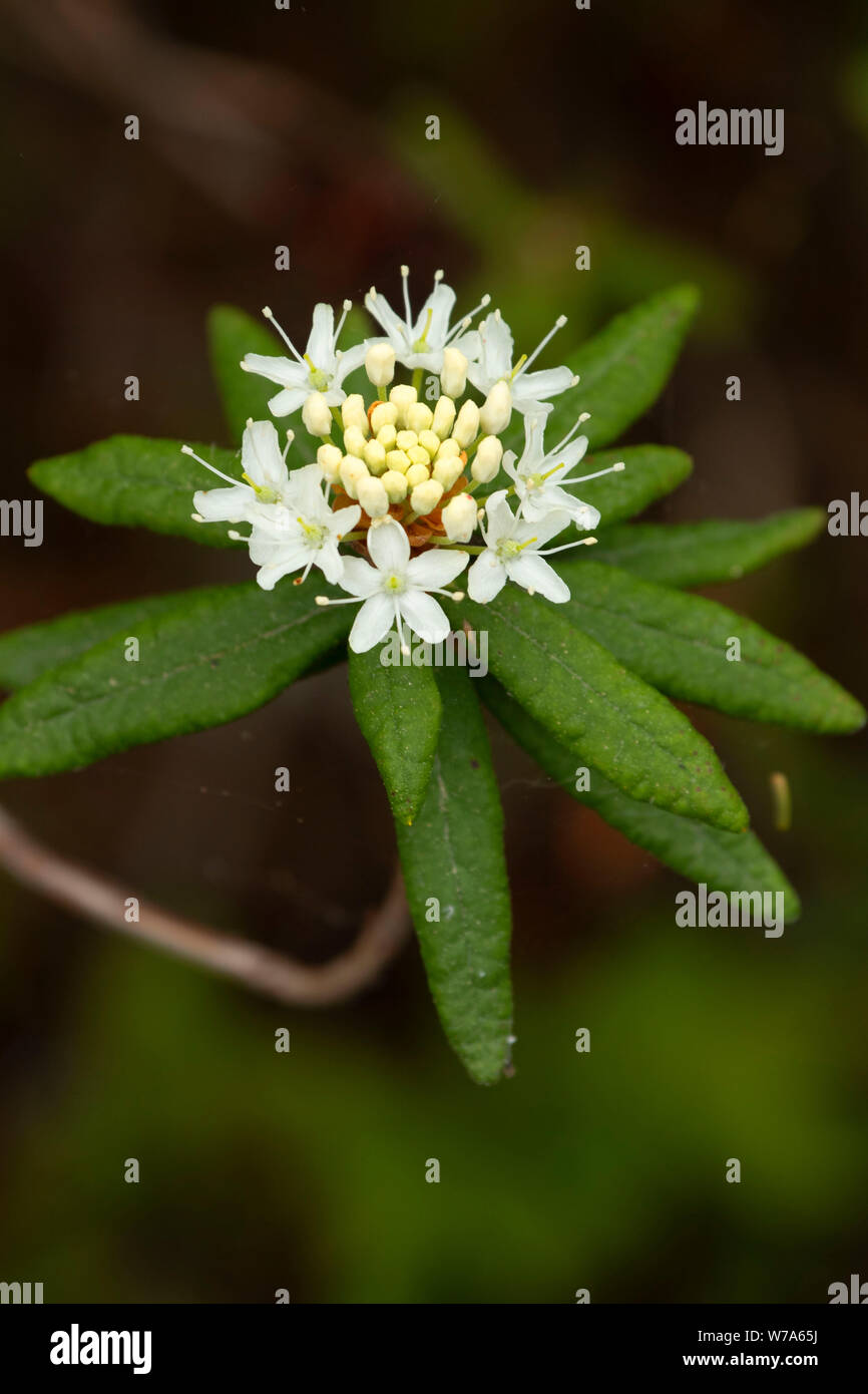 Labrador tea along Cobb's Pond Trail, Cobb's Pond Rotary Park, Gander, Newfoundland and Labrador, Canada Stock Photo