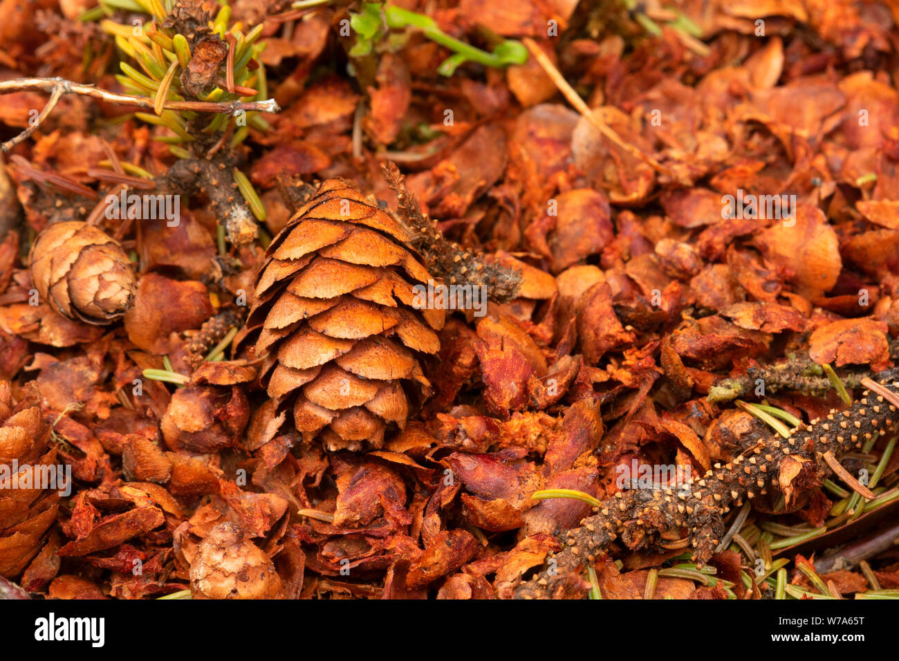 Black spruce cone along Cobb's Pond Trail, Cobb's Pond Rotary Park