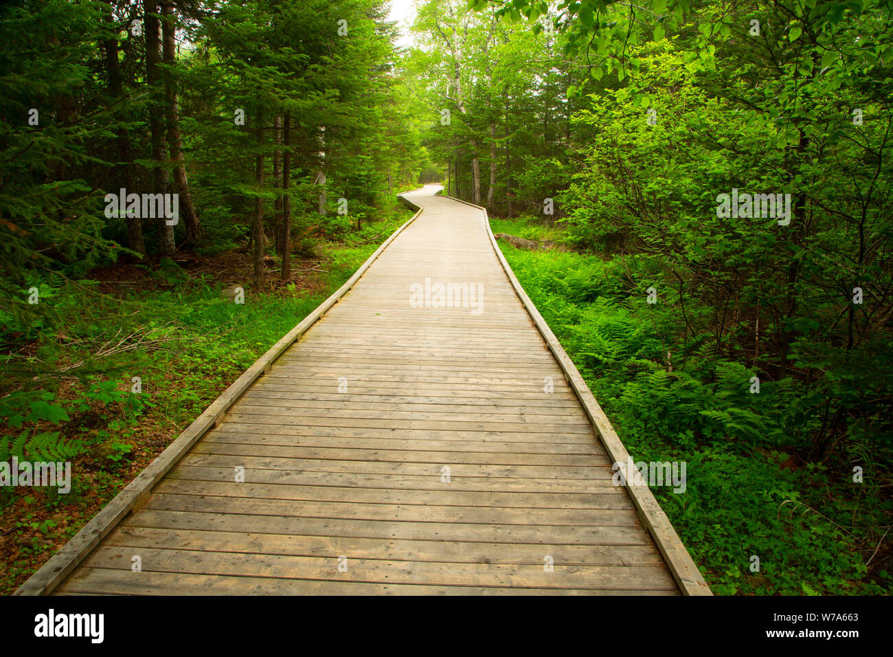 Cobb's Pond Trail boardwalk, Cobb's Pond Rotary Park, Gander