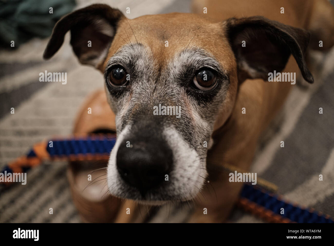 An Old Brown Dog With Gray Hair And Sad Eyes Looking Up From The Floor With A Dog Toy Stock Photo Alamy