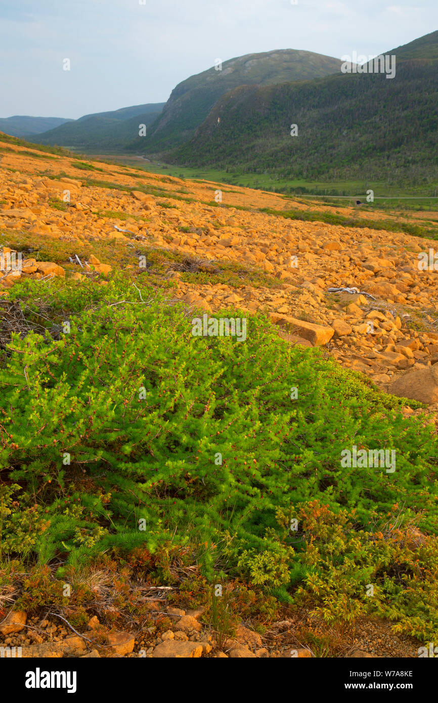 Larch and Ground juniper along Tablelands Trail, Gros Morne National Park, Newfoundland and Labrador, Canada Stock Photo