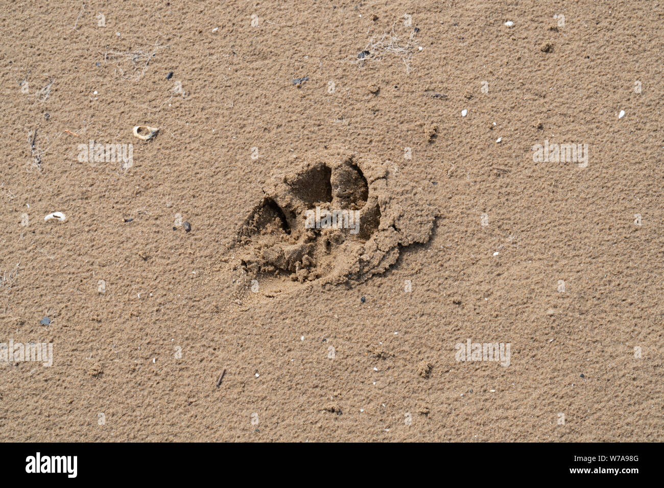 dog paw print in sand at beach Stock Photo Alamy