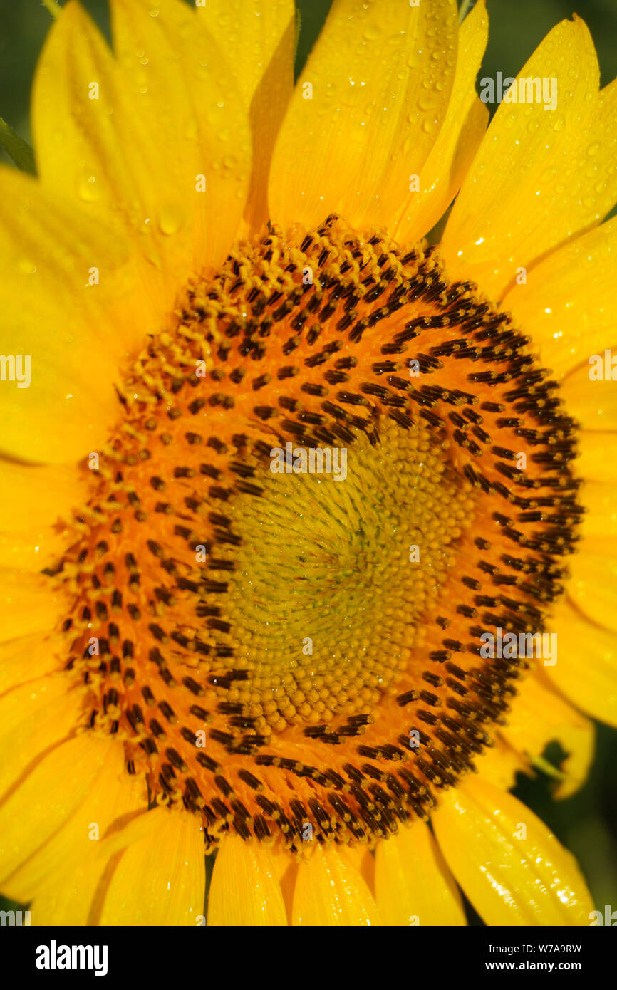 Vertical close-up image of the face of a sunflower in summer Stock Photo