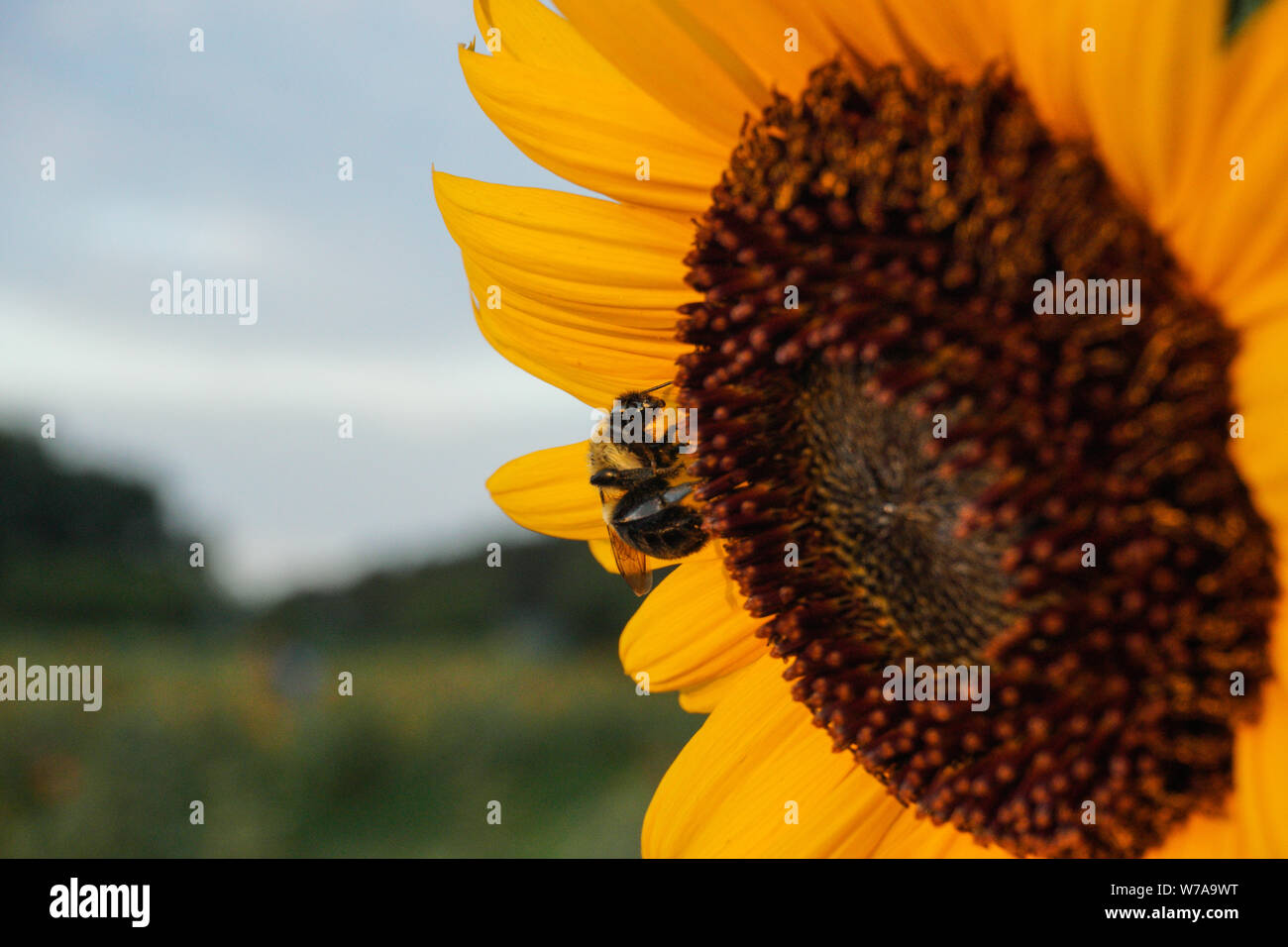 Close-up image of a bee pollinating a sunflower Stock Photo