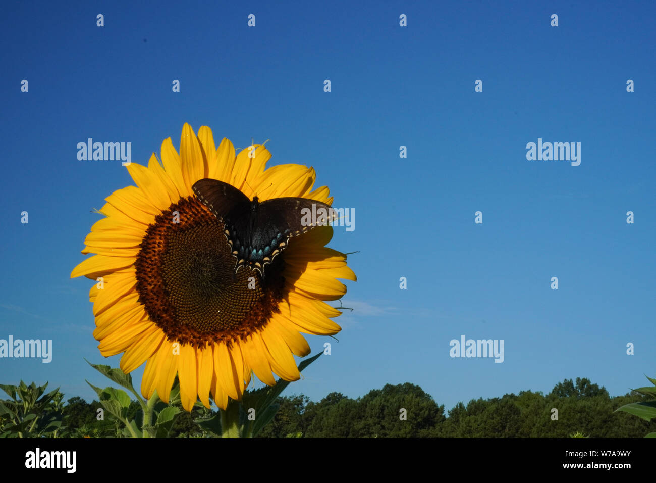 Horizontal image of a butterfly landing on a sunflower with space for text Stock Photo