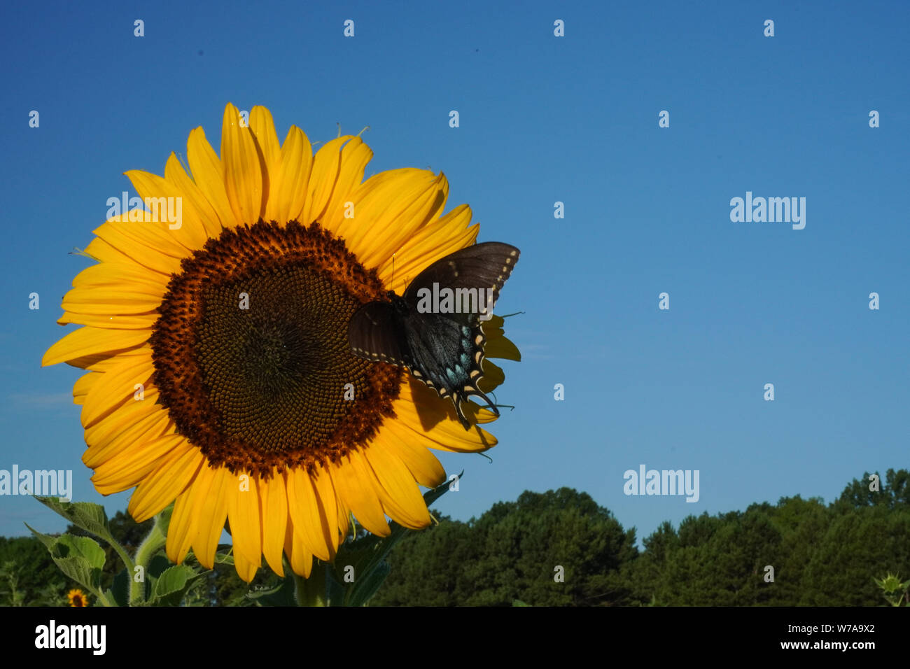 A butterfly lands on a sunflower in a field in summer with blue sky and space Stock Photo