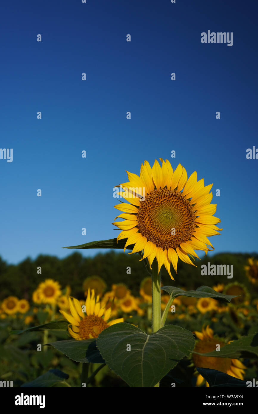Vertical image of a sunflower facing the sun in a field in summer Stock