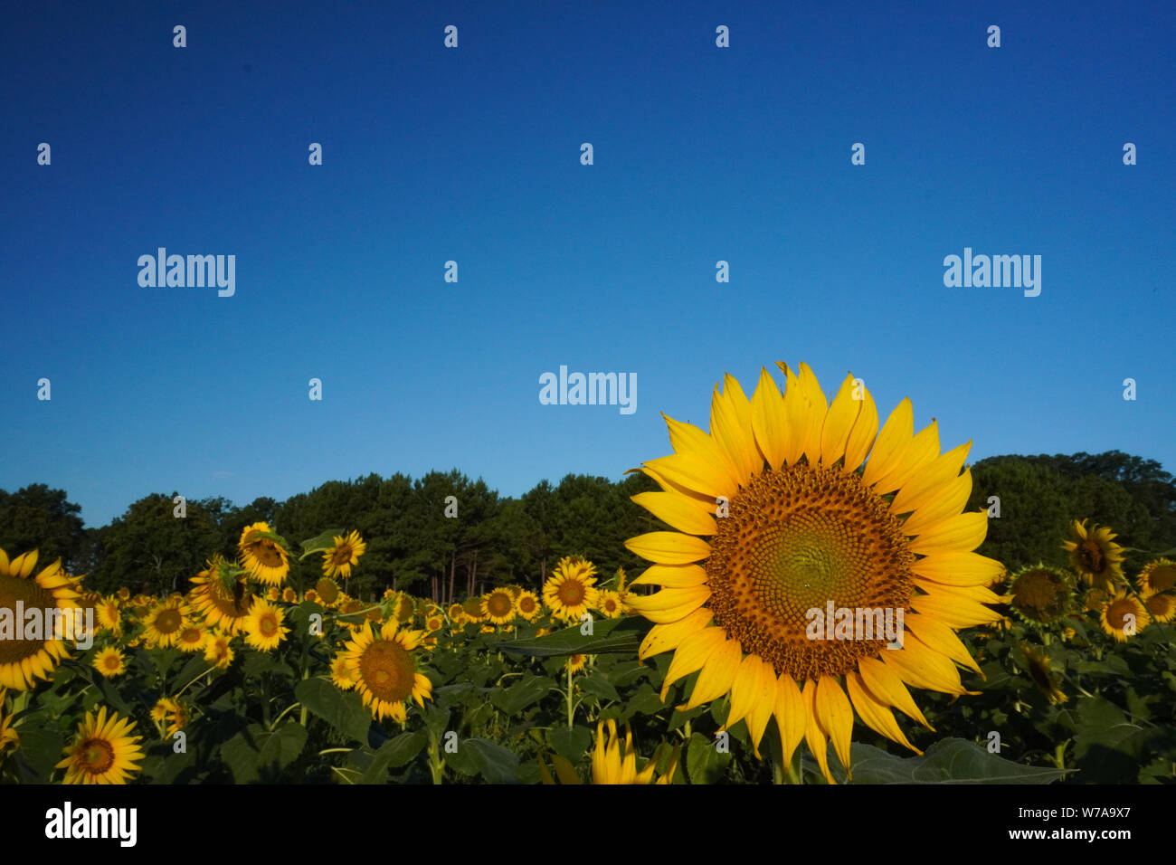 A sunflower faces the sun with a field of sunflowers behind it Stock Photo