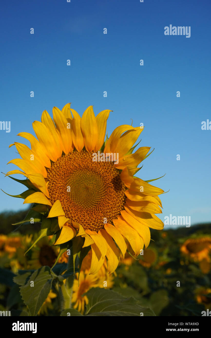 A sunflower turns its face to the sun in a field in summer Stock Photo