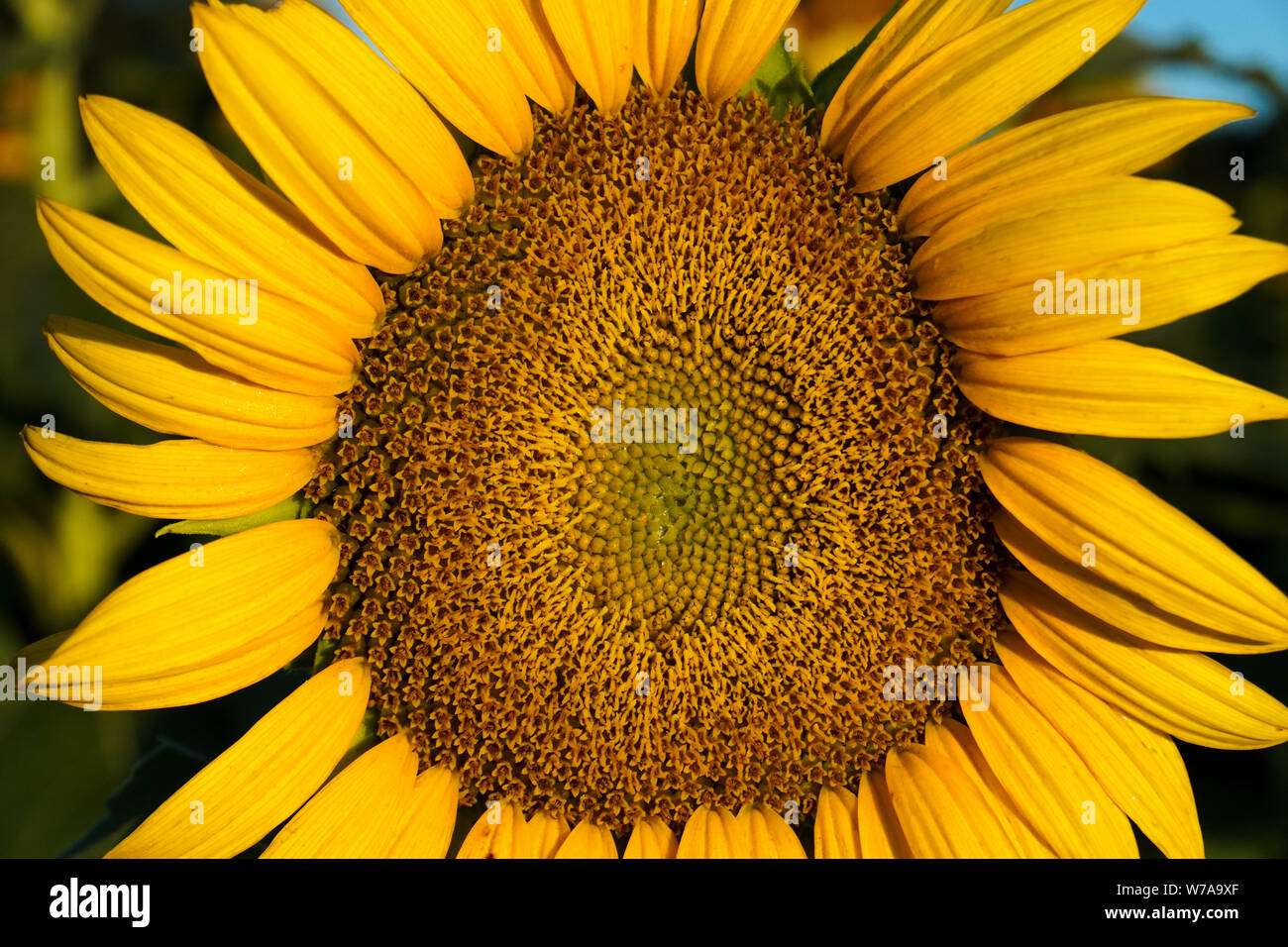 Close-up image of a sunflower Stock Photo