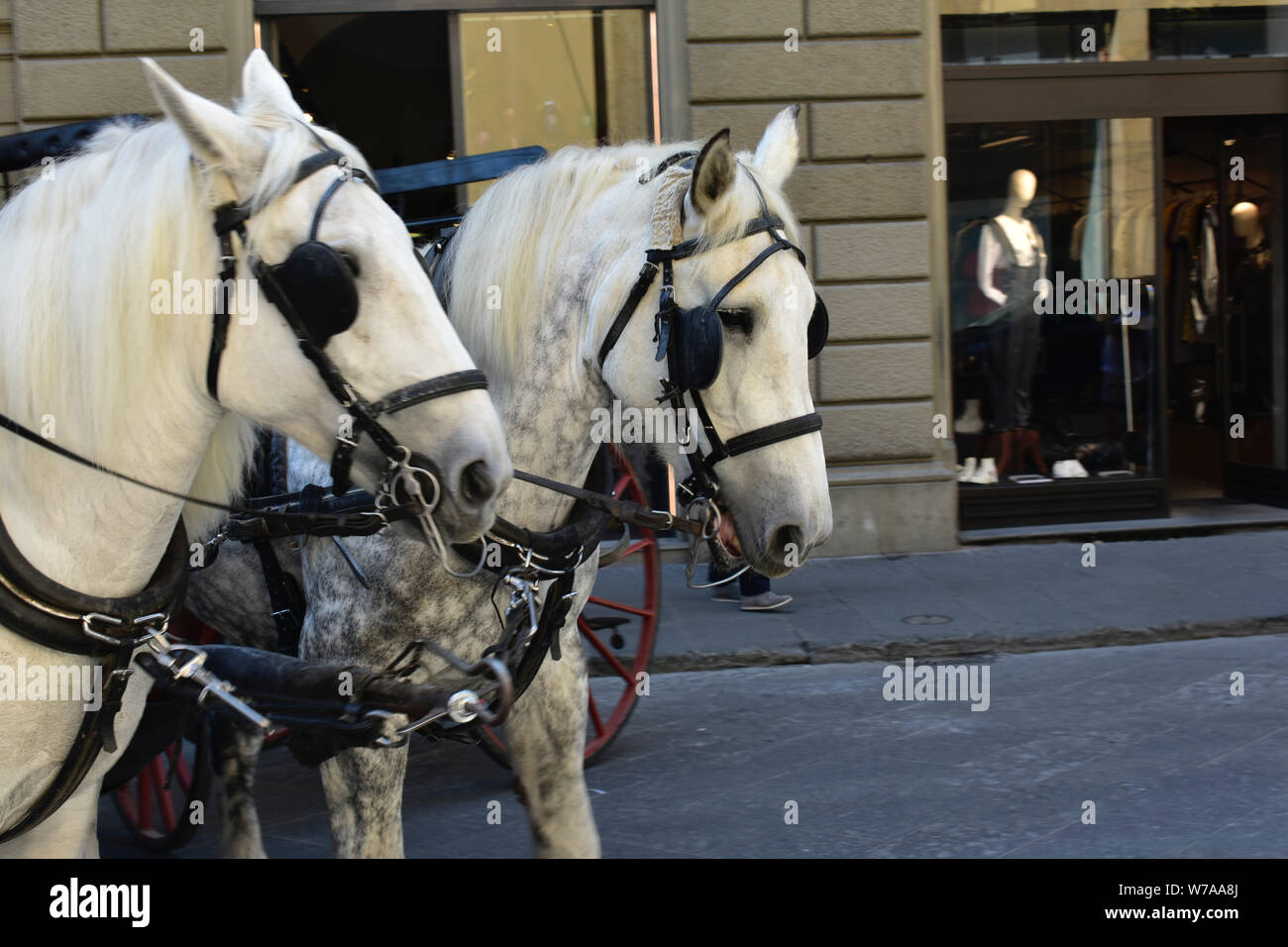 Carriage ride florence hi-res stock photography and images - Alamy
