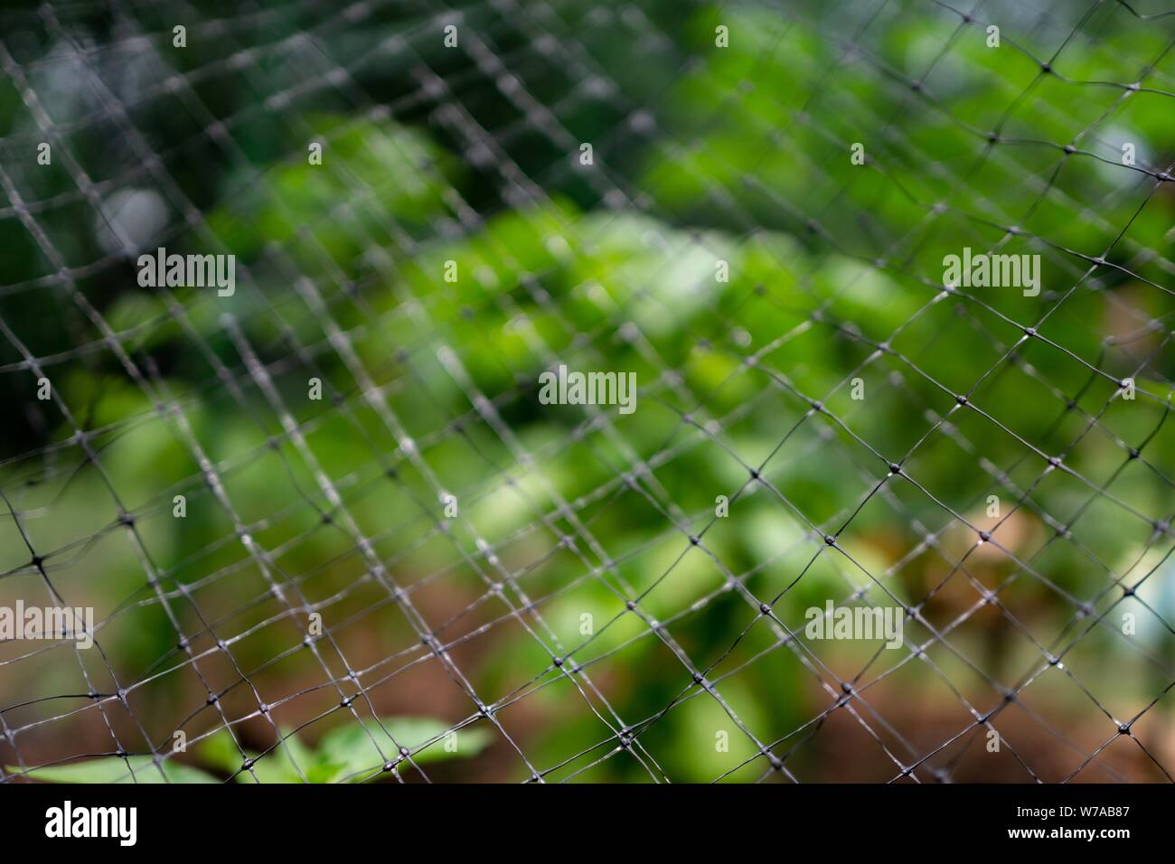 black net over a garden Stock Photo Alamy