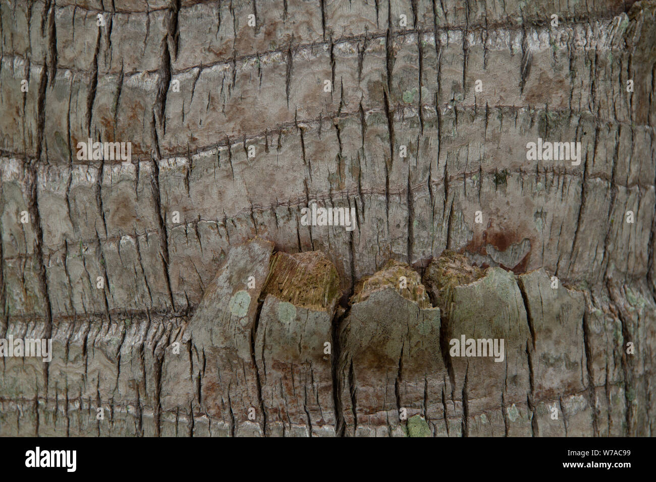 Close up of some palm tree bark Stock Photo