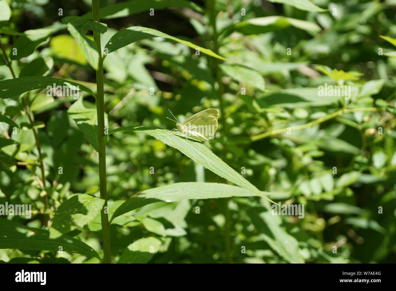 white butterfly landed on a plant Stock Photo Alamy