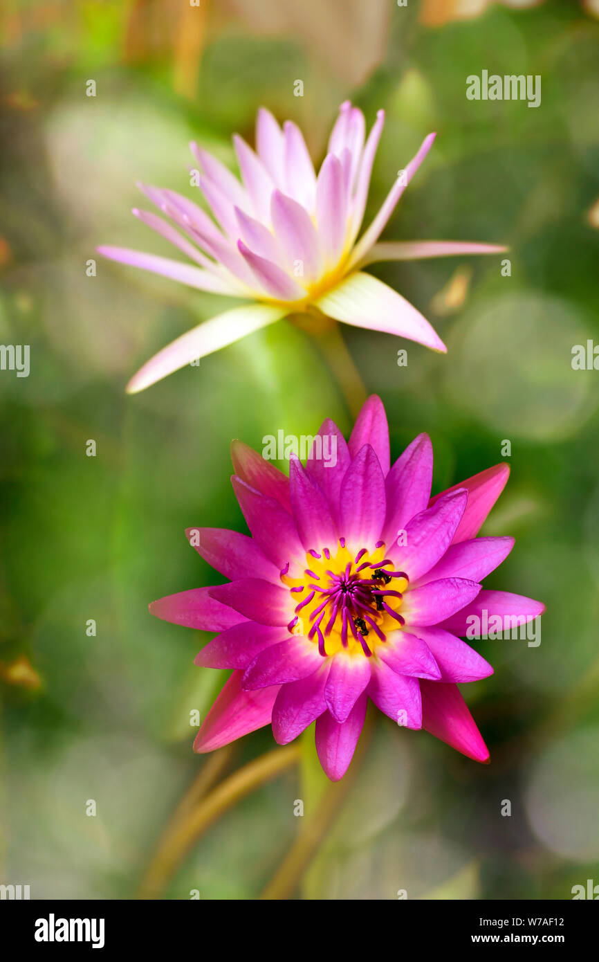 Colorful Nymphaea lotus on bokeh background. Stock Photo