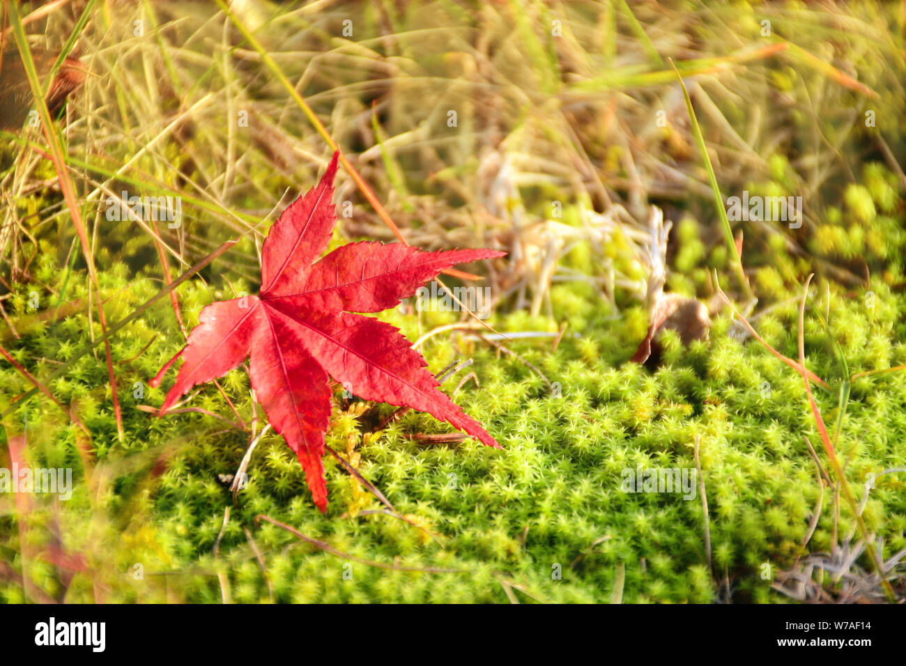 Red Japanese maple leaf on fresh green moss floor. Red and green autumn background. Stock Photo