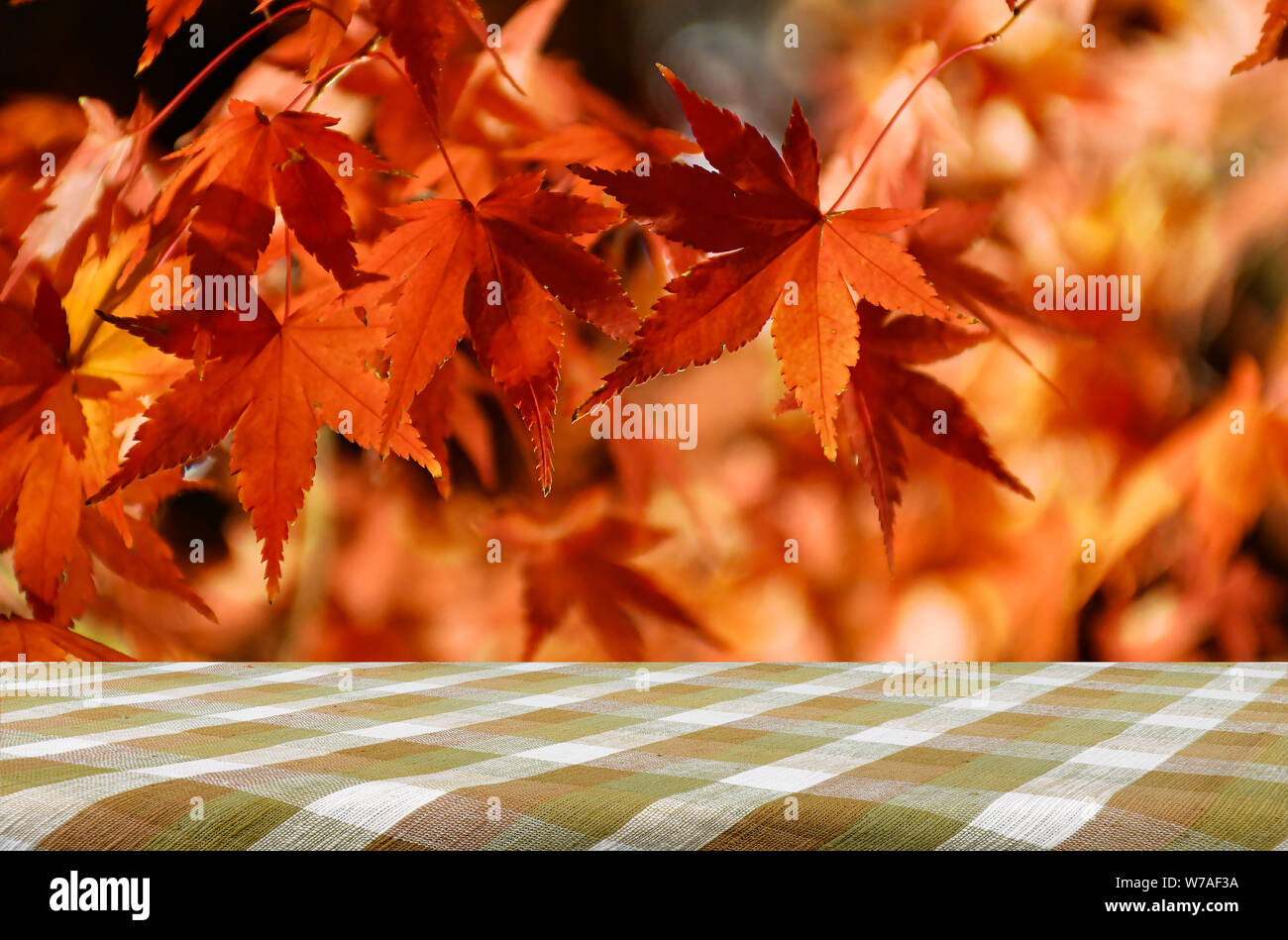 Picnic table with Japanese maple tree garden in autumn. Stock Photo