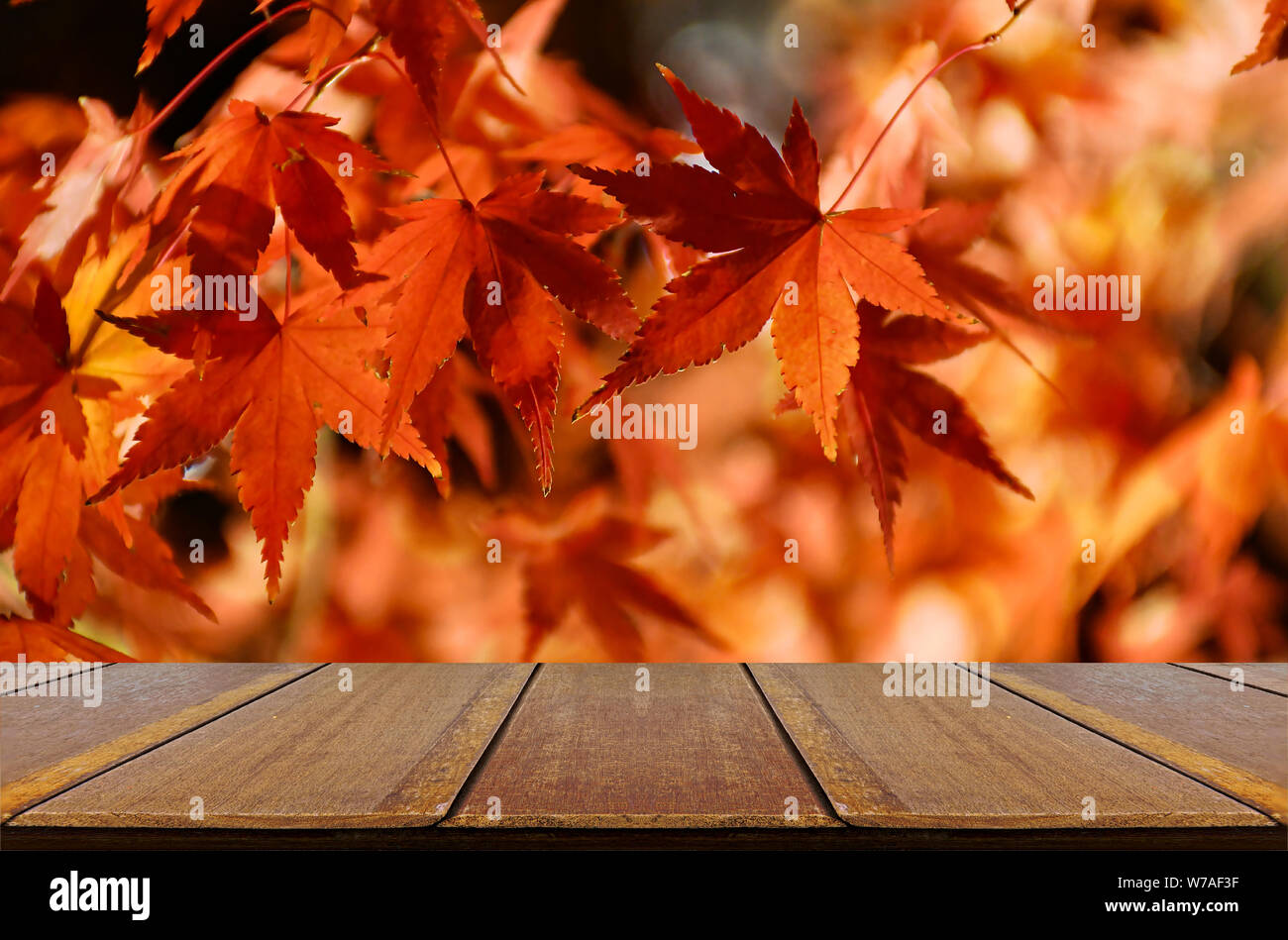 Perspective wood counter with Japanese maple tree garden in autumn ...