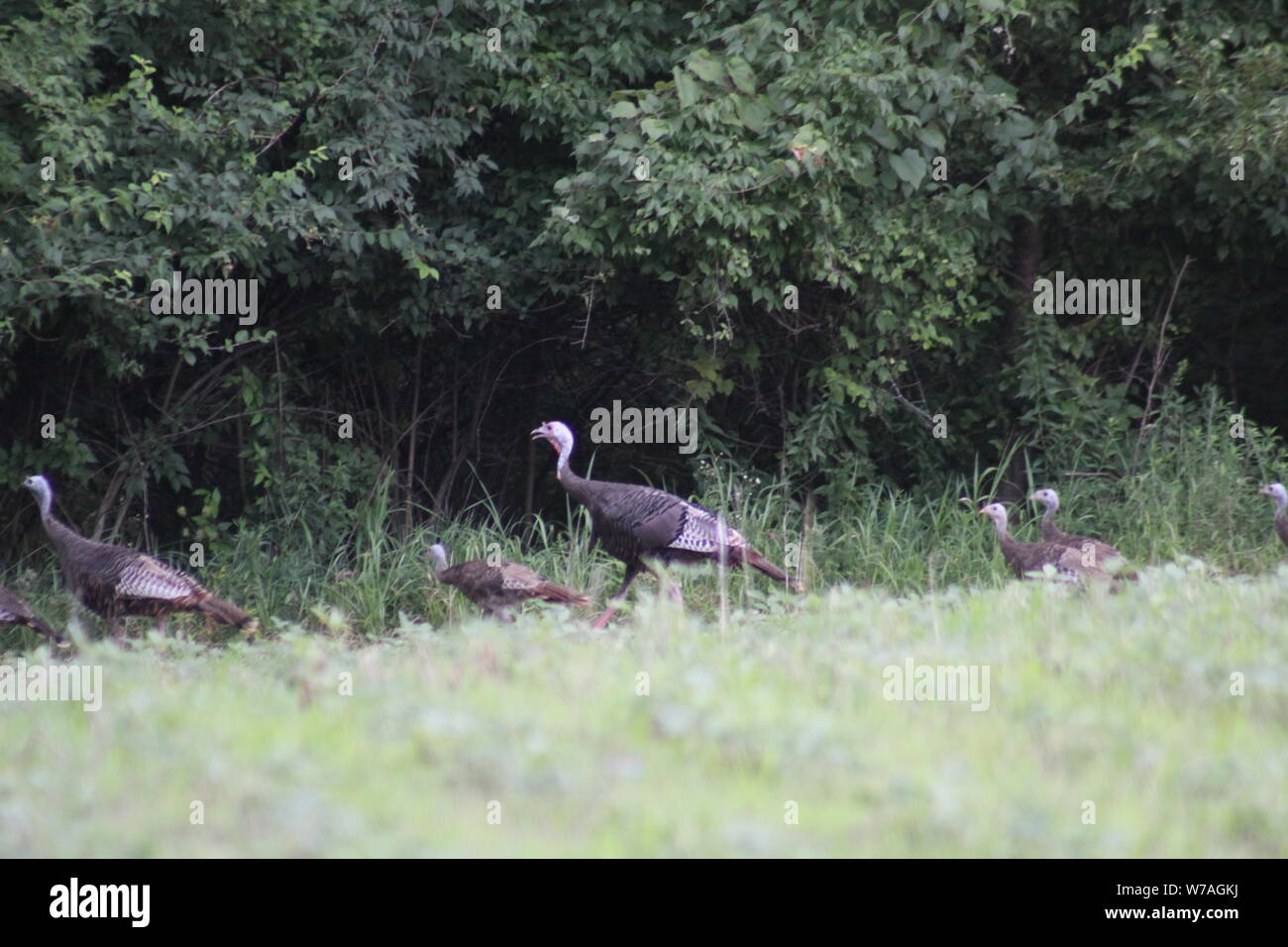 Flock of Wild Turkey Stock Photo Alamy