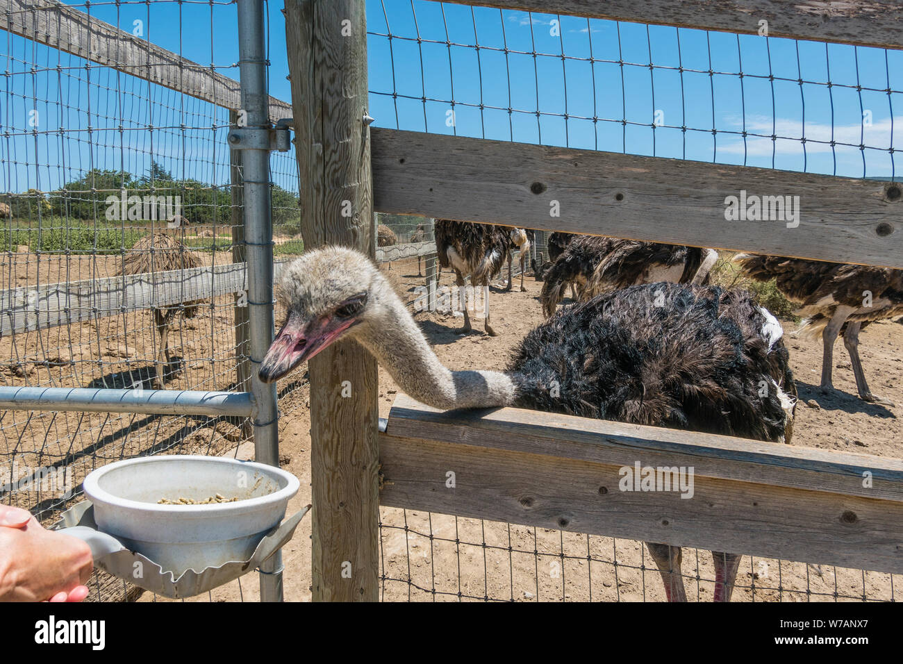 A penned ostrich is fed by a tourist at OstrichLand in Buellton, California. Stock Photo