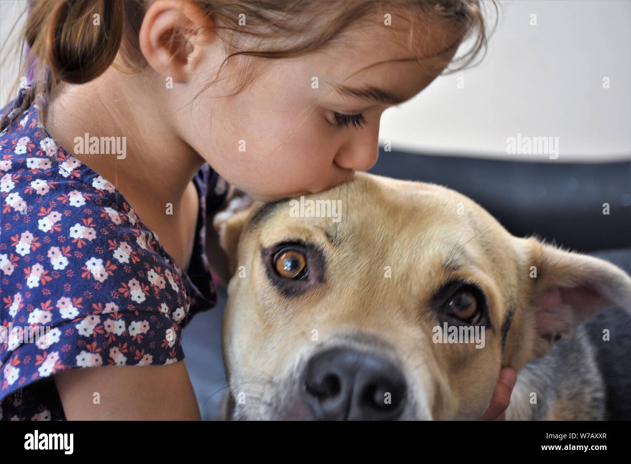 5 year old girl kissing with her real family dog who she loves and takes care of by herself Stock Photo