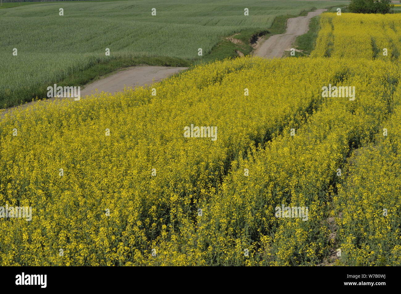 Yellow blooming canola plantation hi-res stock photography and images ...