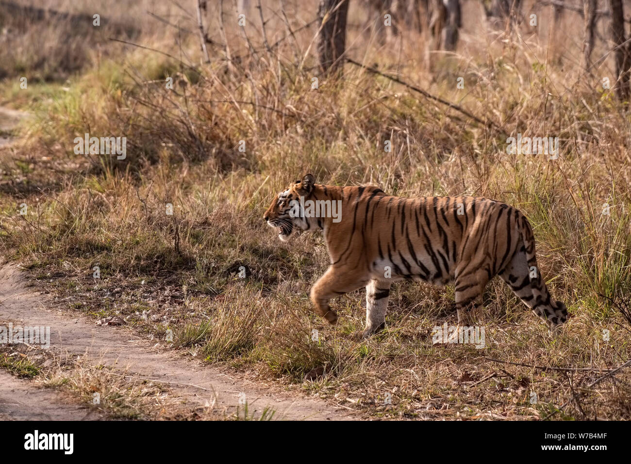 Tigress,Tara-2,coming out ,West zone,crossing meadow ,path,Tadoba,Tadoba Wild life Sanctuary,Maharastra,India. Stock Photo