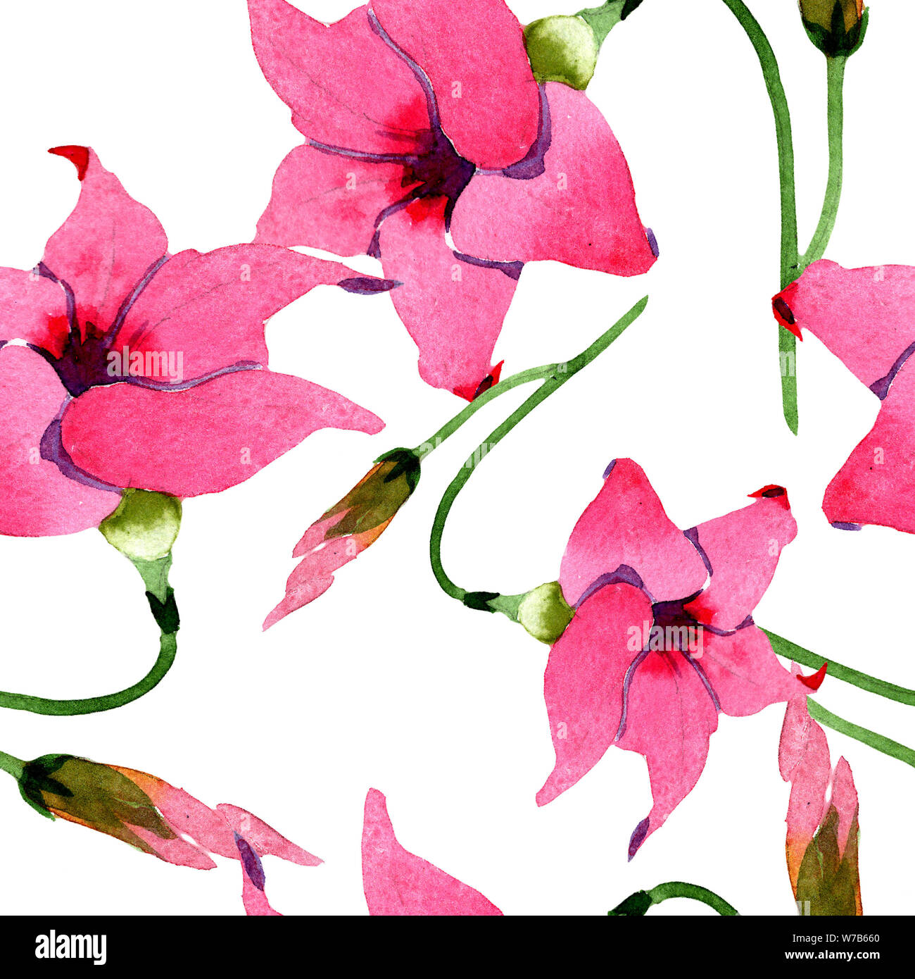 Pink mandevilla floral botanical flowers. Watercolor illustration background set. Seamless background pattern. Stock Photo