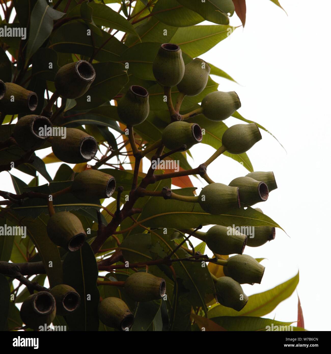 A closeup image of Gumnuts Stock Photo Alamy