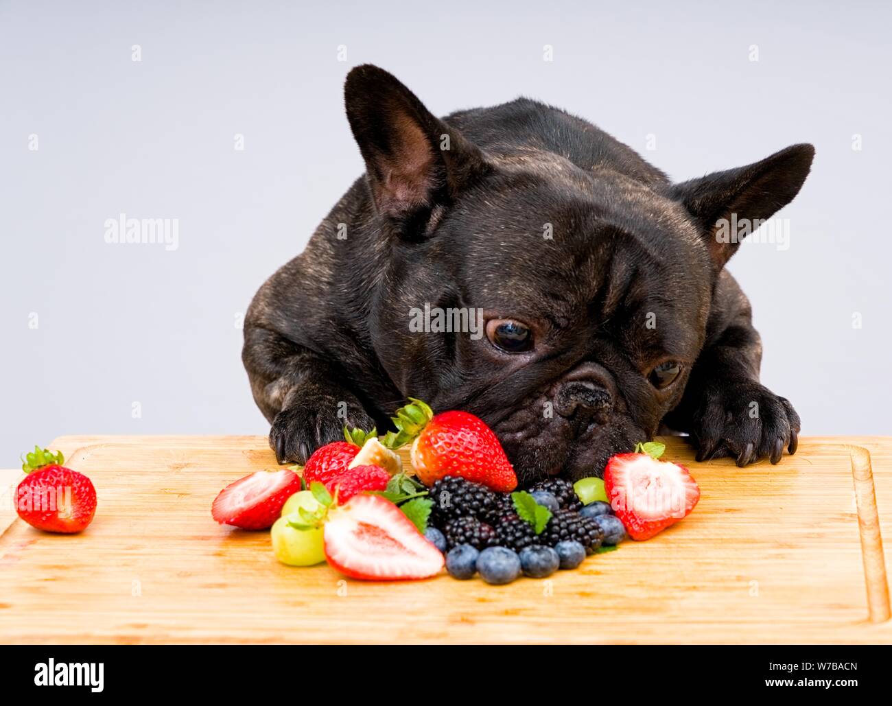 French bulldog ready to eat fresh fruits , vegetables Stock Photo Alamy