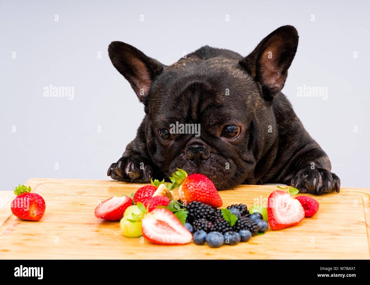 French bulldog ready to eat fresh fruits vegetables Stock Photo Alamy
