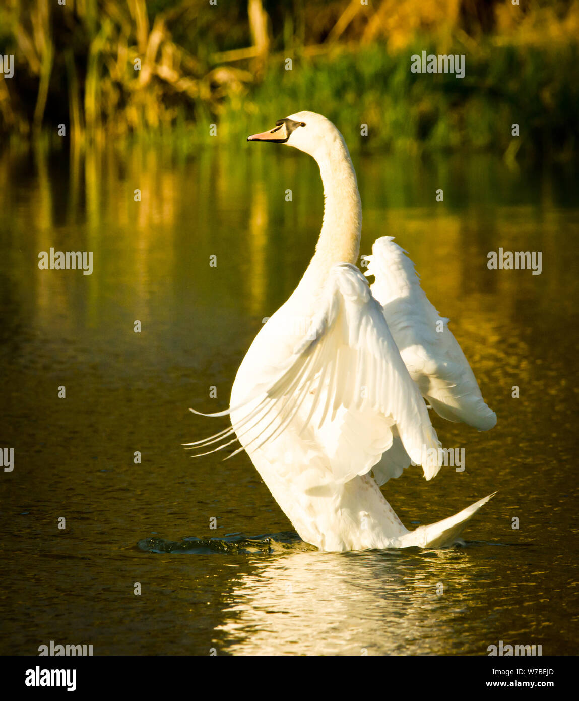 A beautiful white swan flits and swims in the evening sun Stock Photo