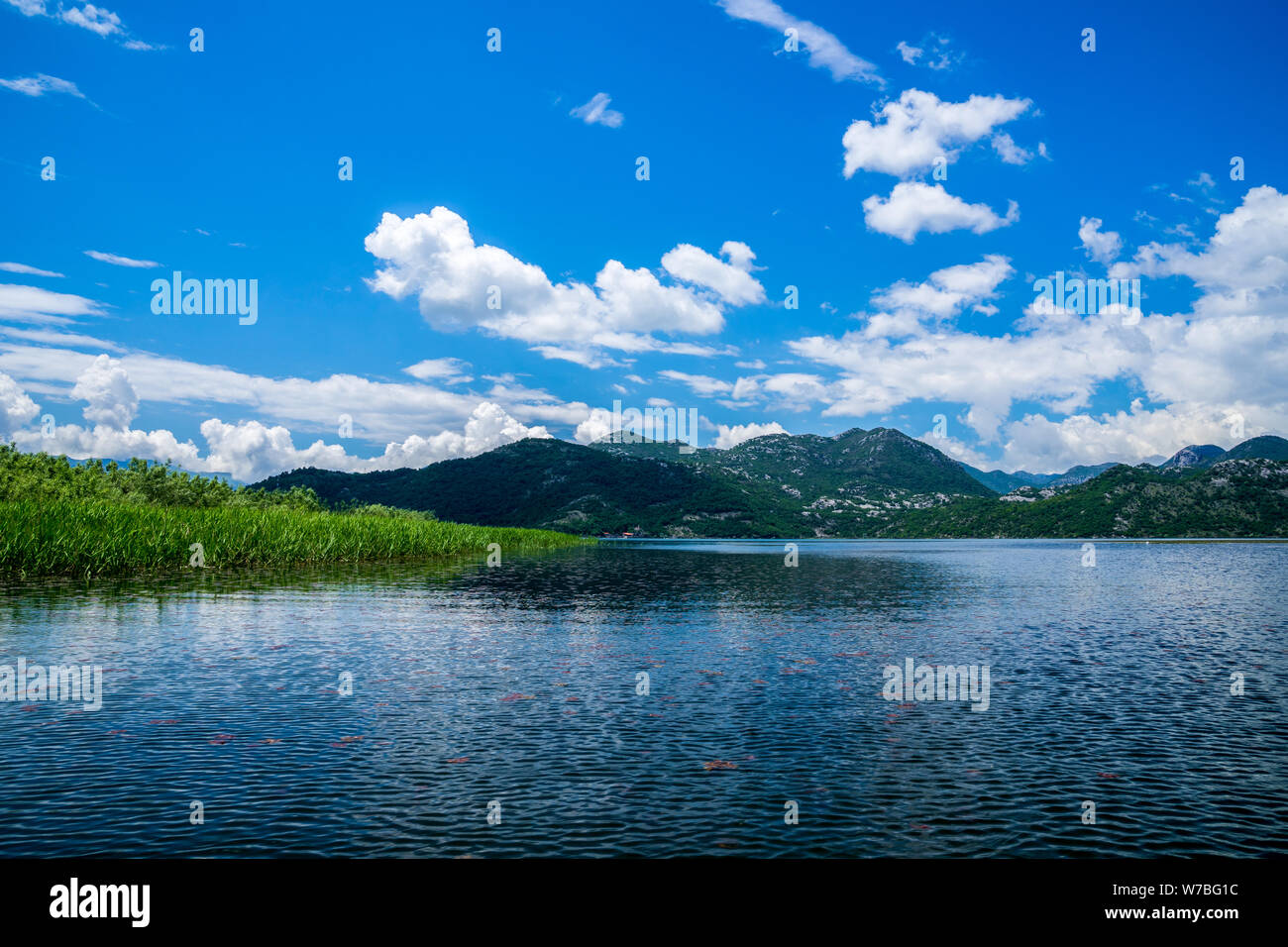 Montenegro, Boat trip on skadar lake alongside green islands of reed plants surrounded by majestic mountains and hills in national park nature landsca Stock Photo