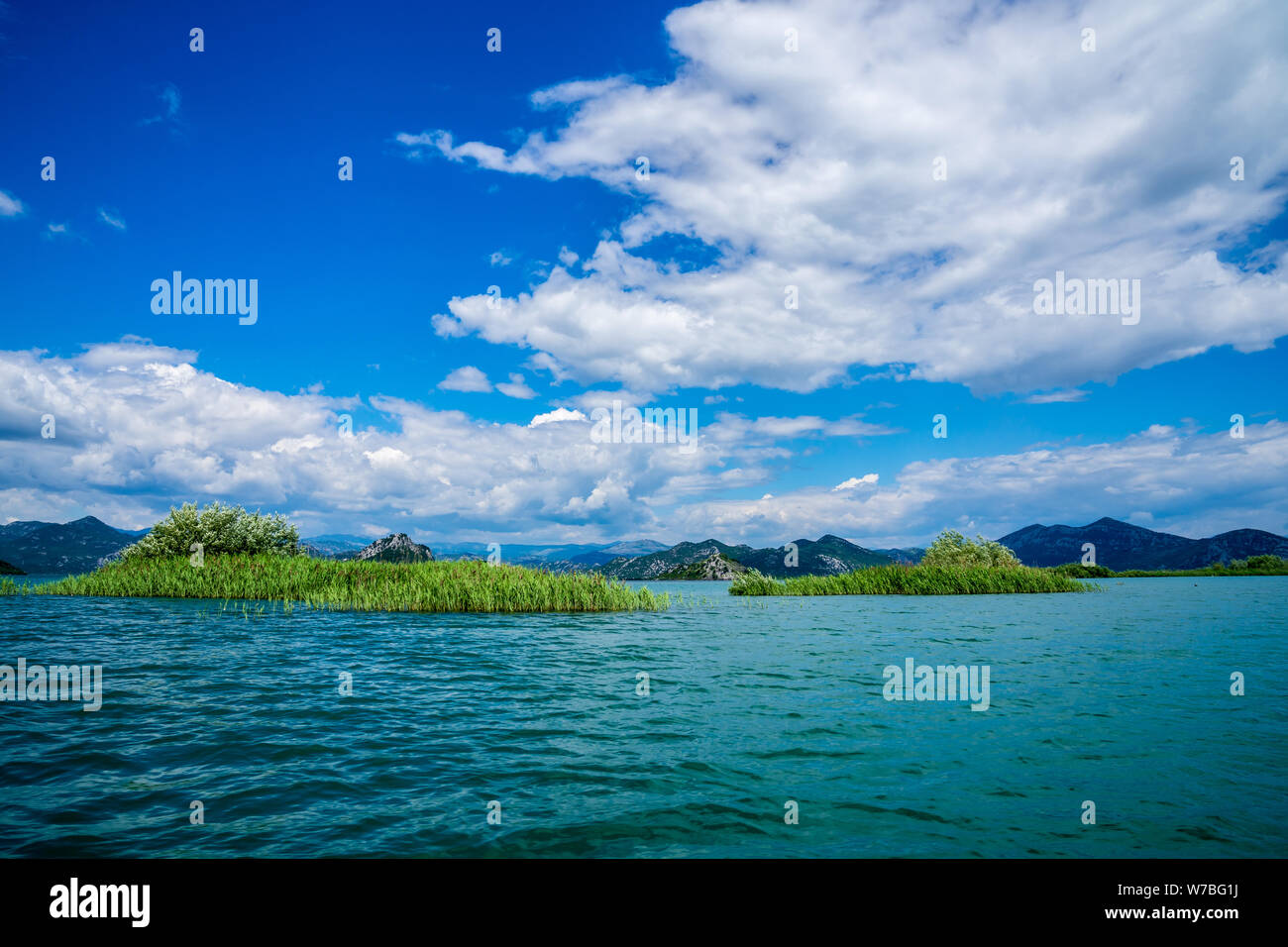 Montenegro, Green islands of reed plants on water surface of skadar lake in national park nature landscape seen from a boat near virpazar Stock Photo