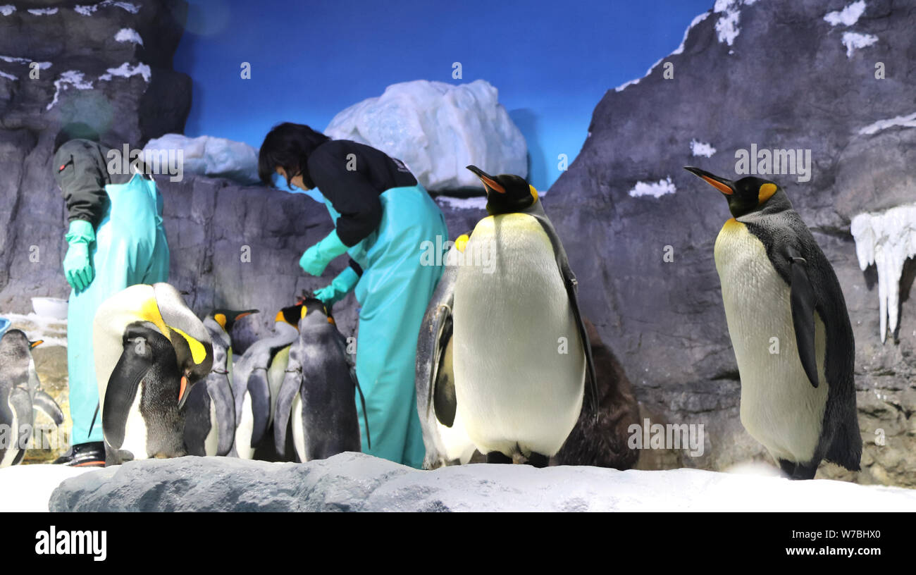 Penguin fish eating hires stock photography and images Alamy