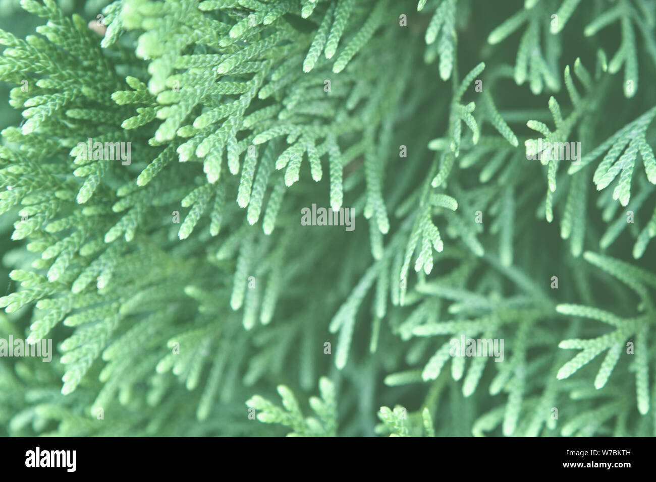 Closeup of trendy mint toned christmas leaves of Thuja trees. Green nature background. Year color concept. Stock Photo