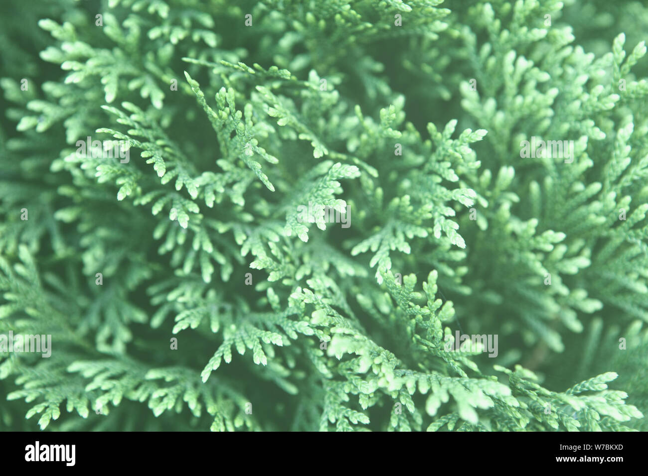 Closeup of trendy mint toned christmas leaves of Thuja trees. Green nature background. Year color concept. Stock Photo