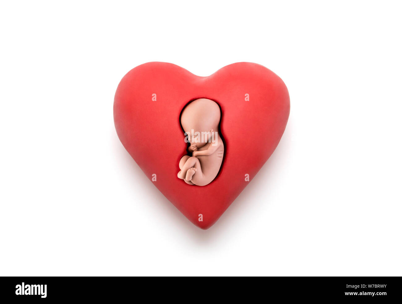 Human embryo in red heart on white background with clipping path Stock Photo