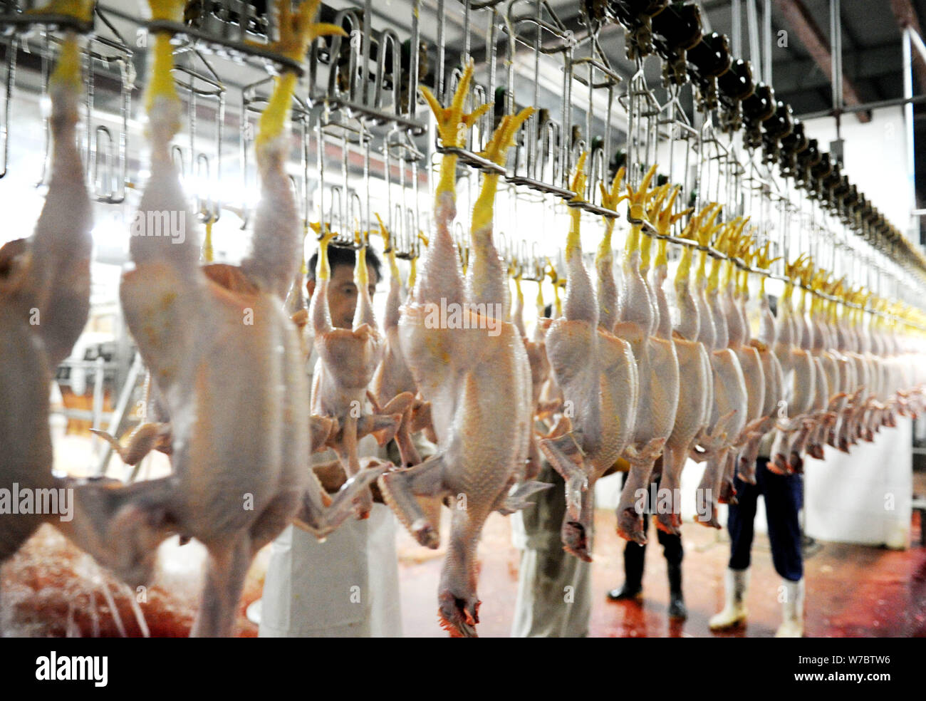 Chicken Slaughterhouse
