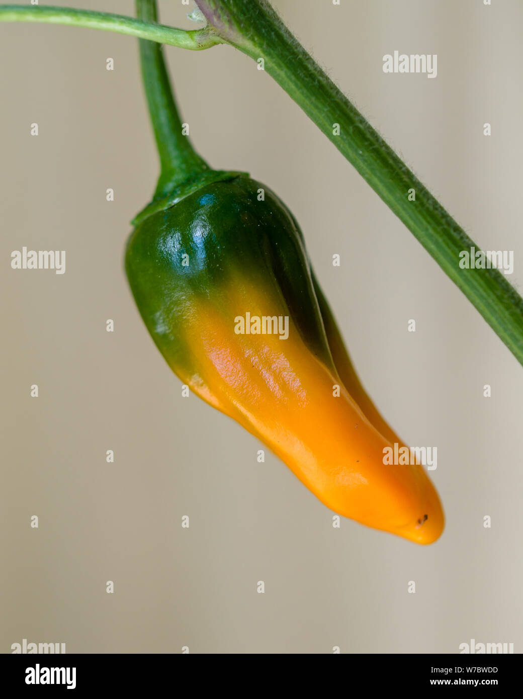 A chili fruit that is about to ripen. Stock Photo