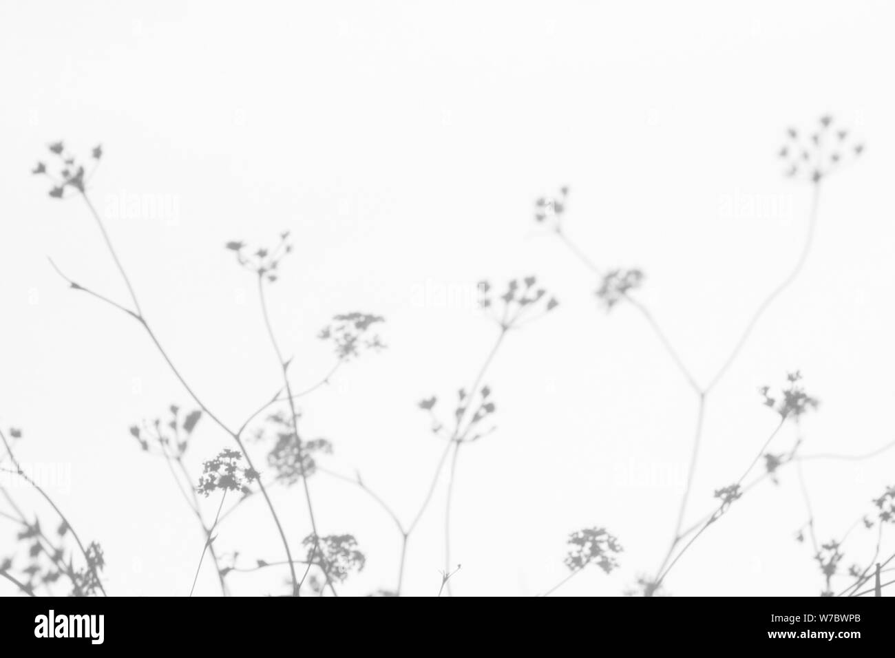 Gray shadows of the flowers and delicate grass on a white wall. Abstract neutral nature concept background. Space for text. Blurred, defocused. Stock Photo