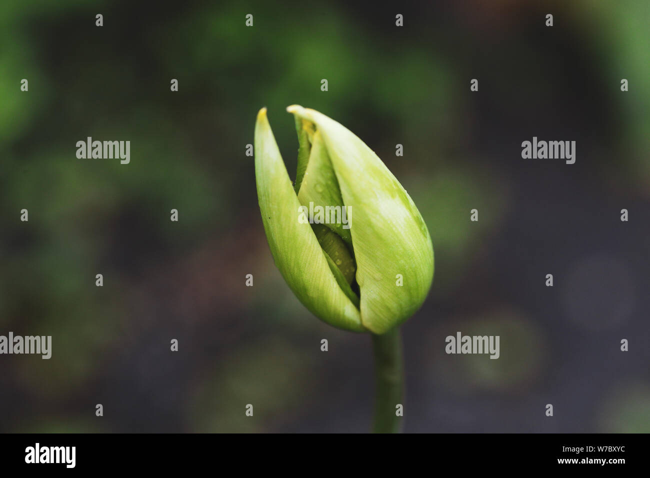 Close-up image of the hands of a tulip flower bud Stock Photo