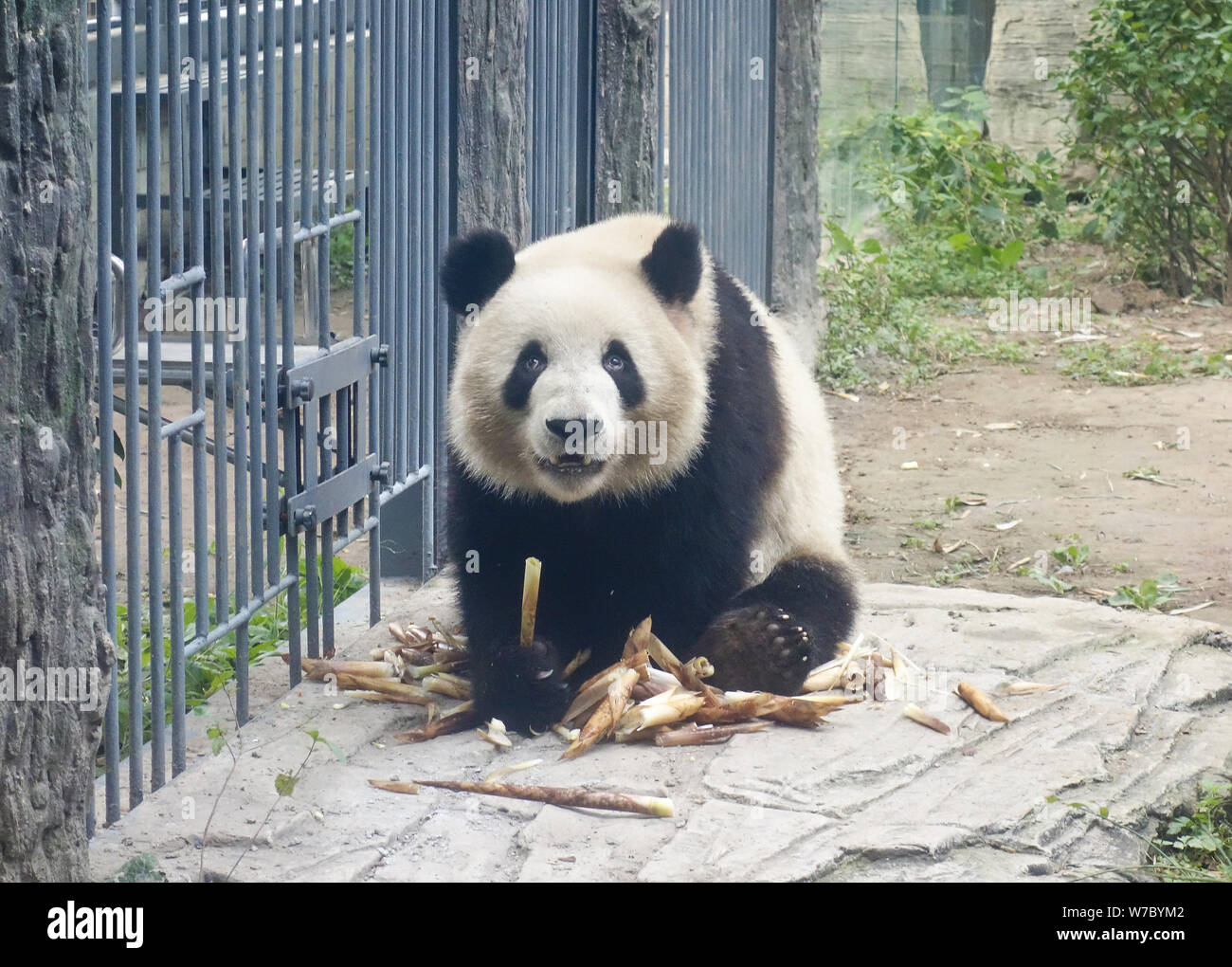 Pando Hall A giant panda is eating a bamboo shoot at the Olympic Panda hall in ...